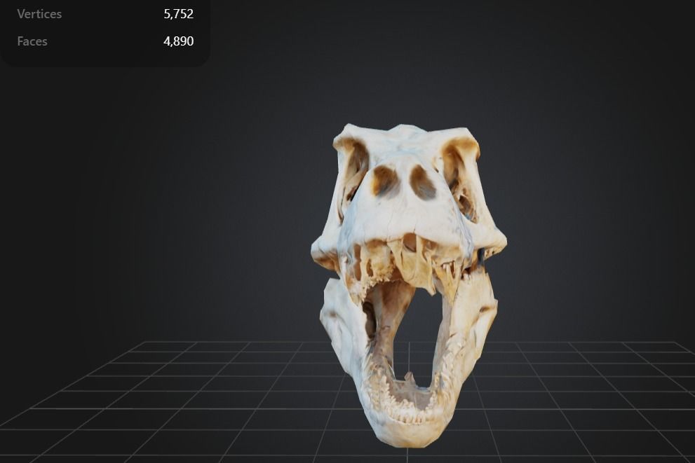 FREE T-Rex Skull Free low-poly 3D model_1