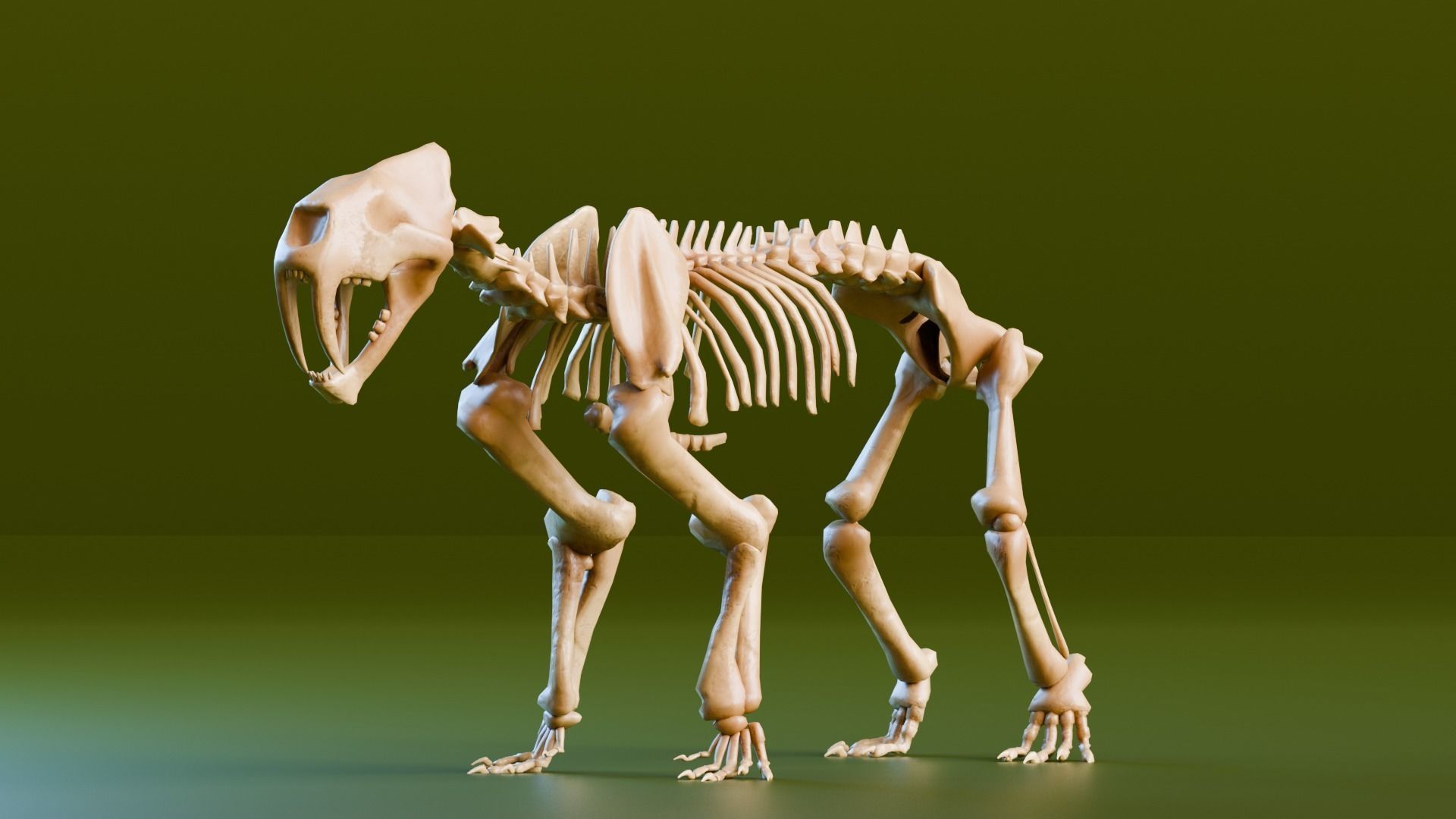 Relistic Mammals Fossil - Sabertooth Low-poly 3D model_1