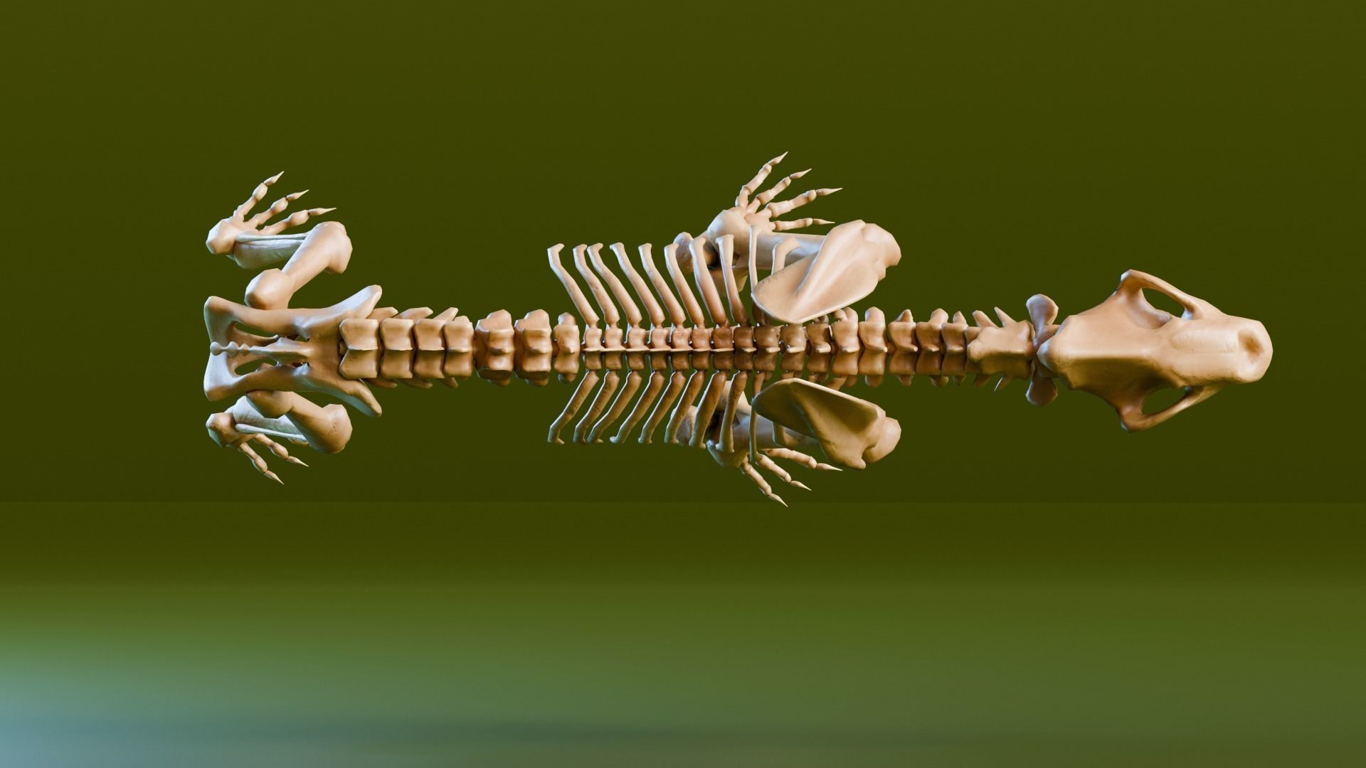 Relistic Mammals Fossil - Sabertooth Low-poly 3D model_3