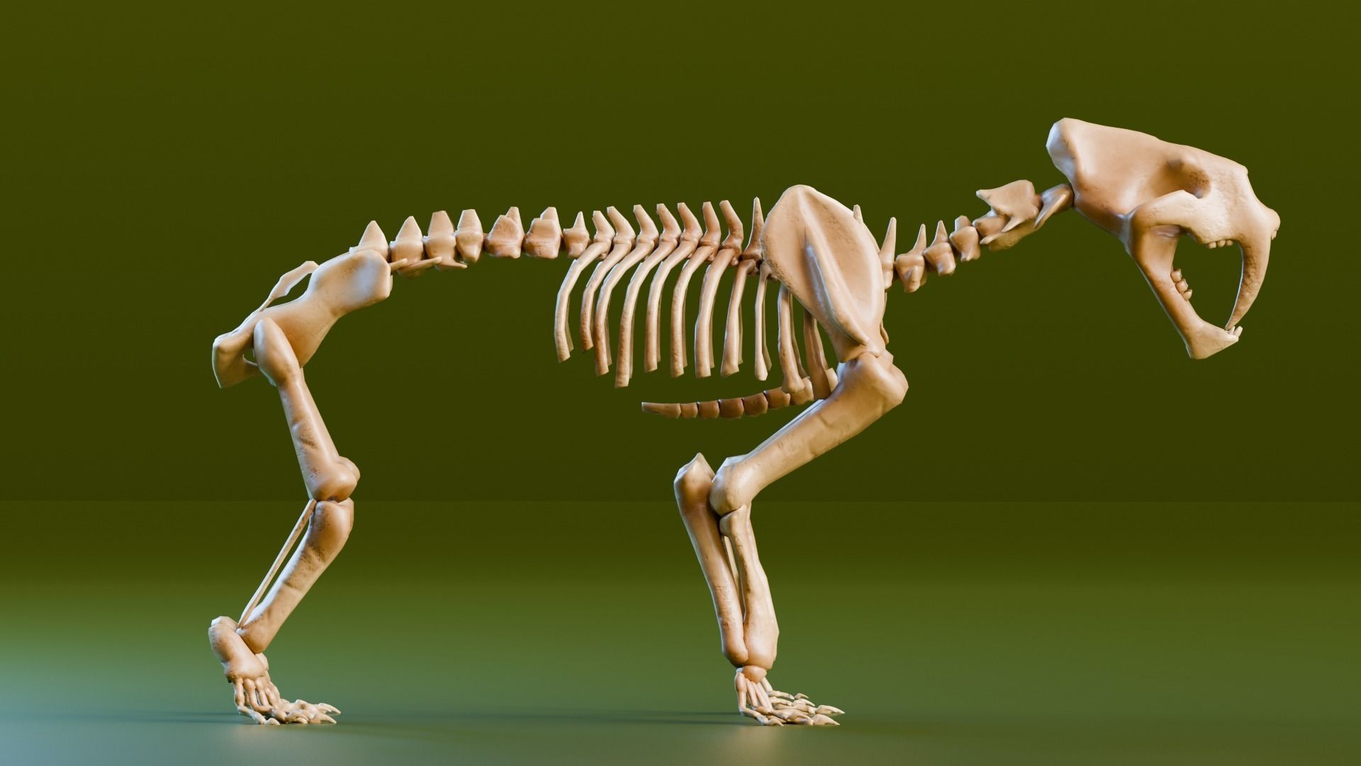 Relistic Mammals Fossil - Sabertooth Low-poly 3D model_2