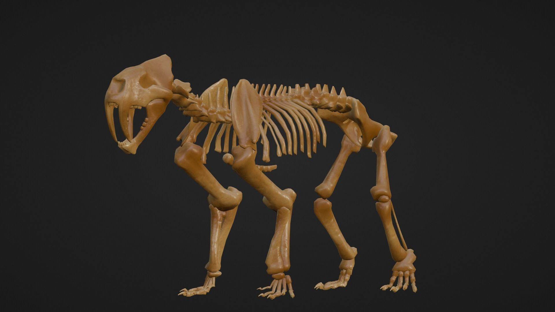 Relistic Mammals Fossil - Sabertooth Low-poly 3D model_6