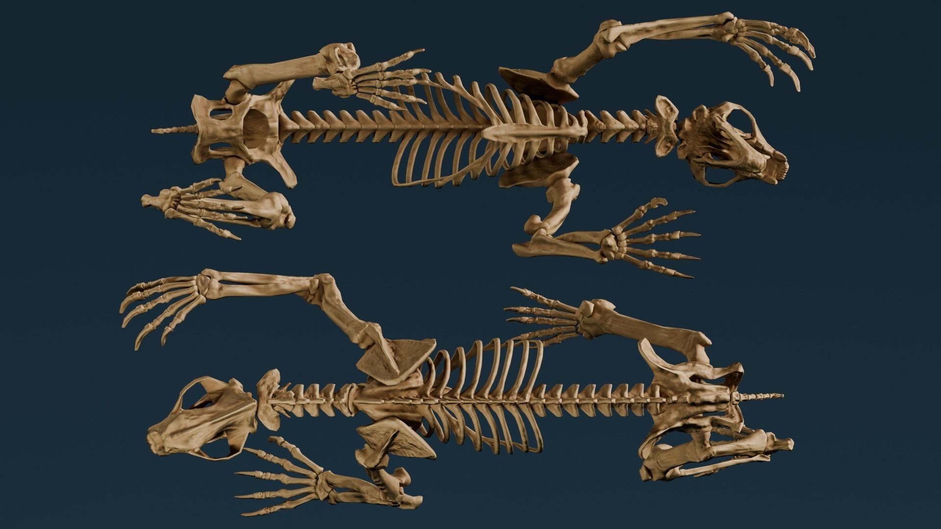 Realistic Mammals Fossil - Short Faced Bear Low-poly 3D model_6