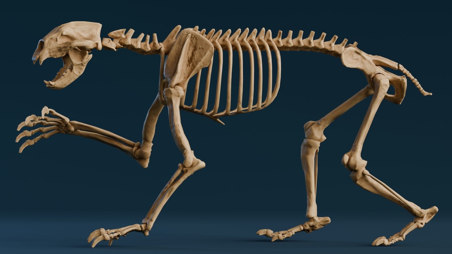 Realistic Mammals Fossil - Short Faced Bear Low-poly 3D model_5