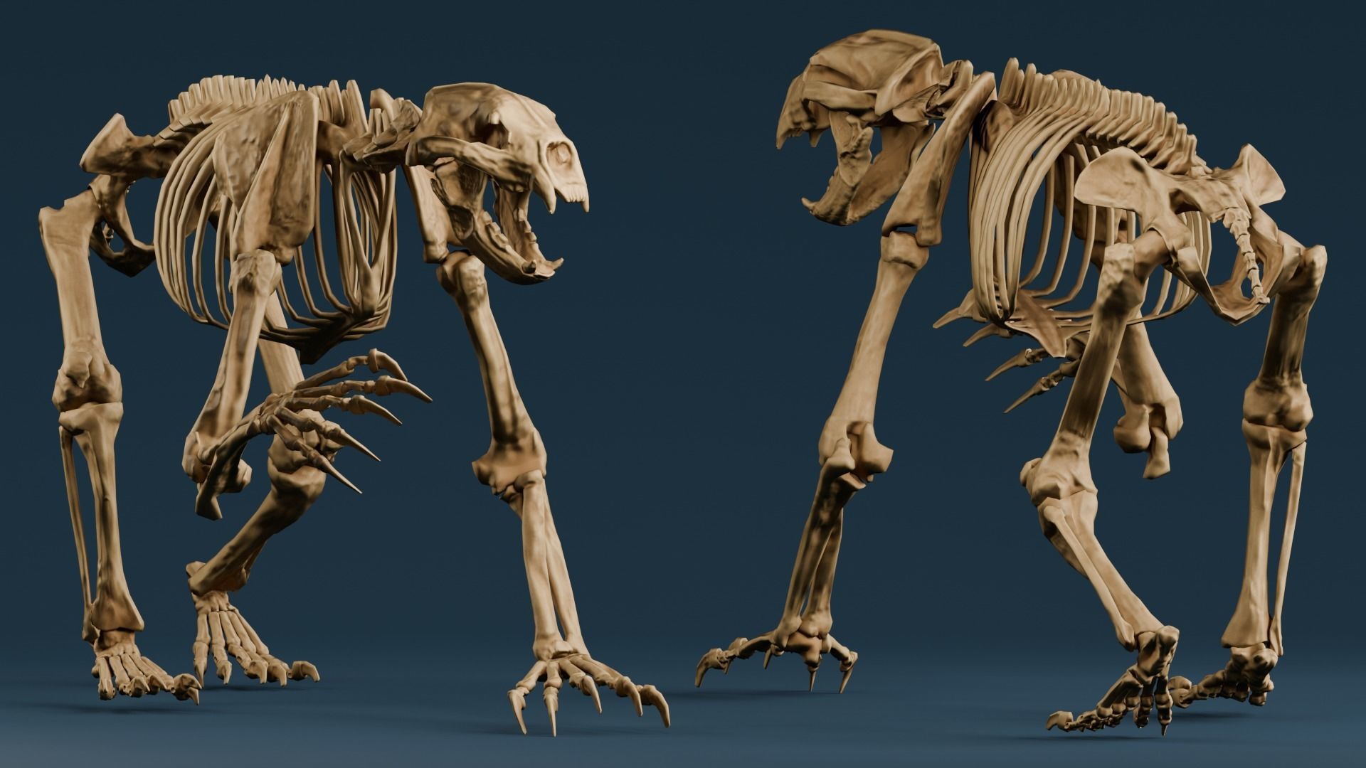 Realistic Mammals Fossil - Short Faced Bear Low-poly 3D model_4