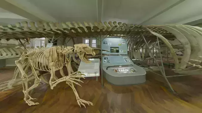 Realistic Mammals Fossil - Short Faced Bear