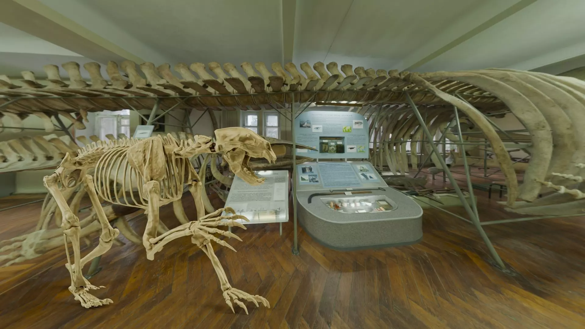 Realistic Mammals Fossil - Short Faced Bear Low-poly 3D model_0