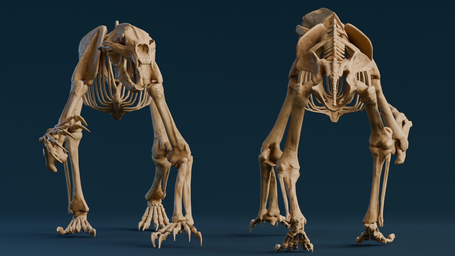 Realistic Mammals Fossil - Short Faced Bear Low-poly 3D model_3
