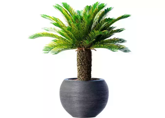 Decorative tall Evergreen Palm Tree in modern outdoor fluted pot