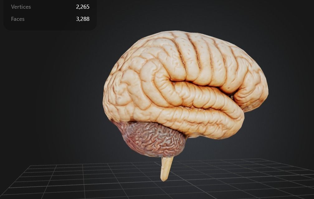 FREE Human Brain Free low-poly 3D model_3