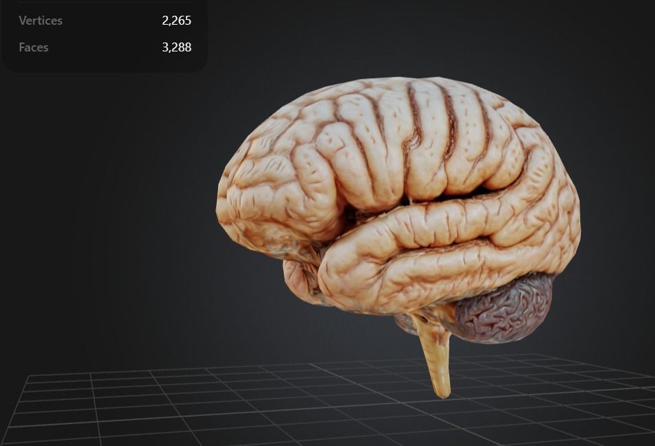FREE Human Brain free VR / AR / low-poly 3D model | CGTrader