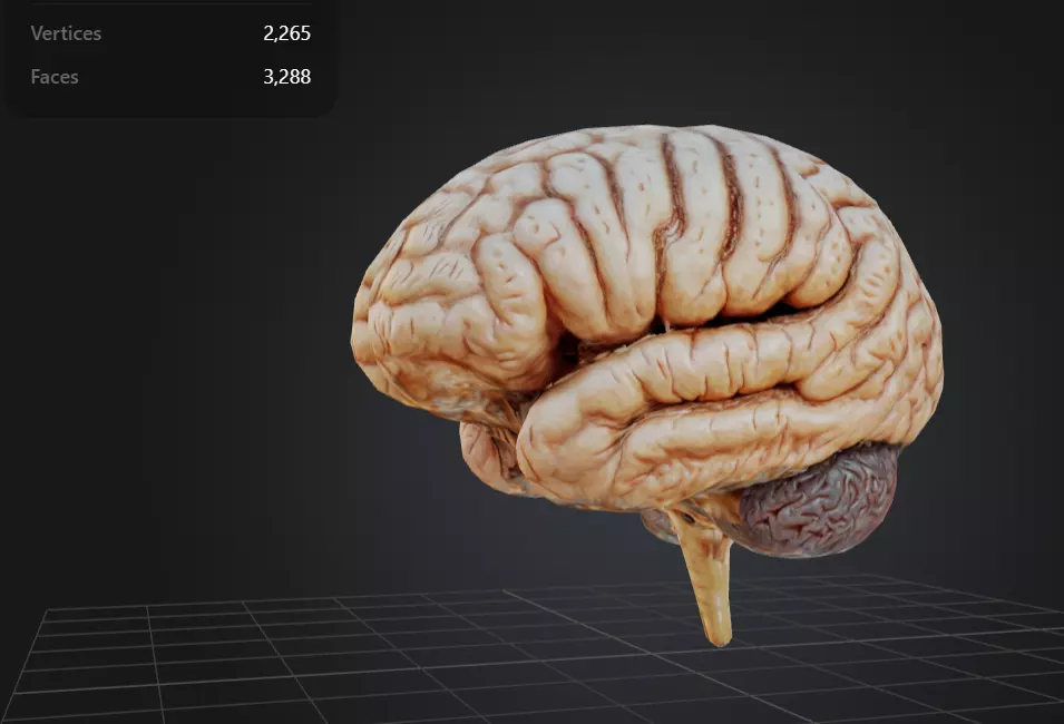 FREE Human Brain Free low-poly 3D model_0