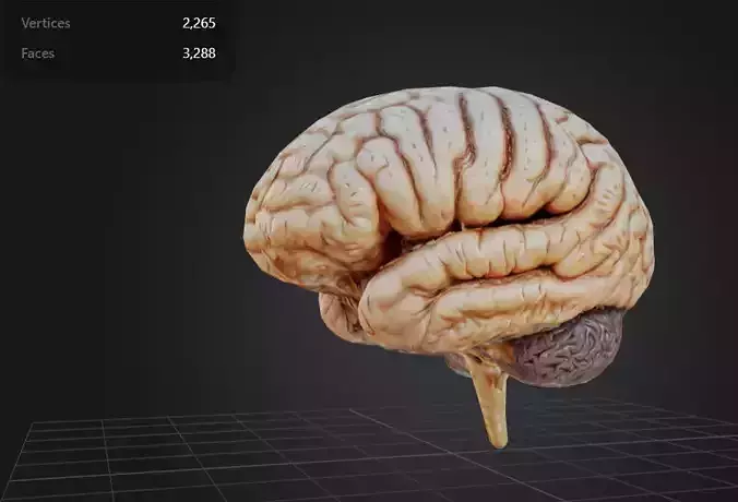 FREE Human Brain Free low-poly 3D model