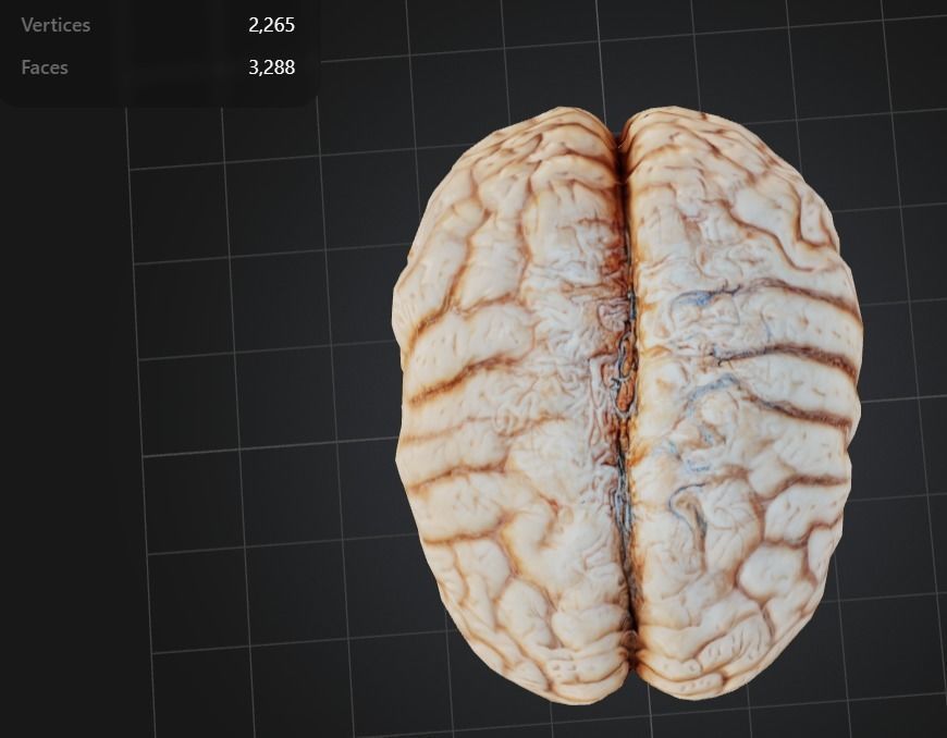 FREE Human Brain Free low-poly 3D model_2