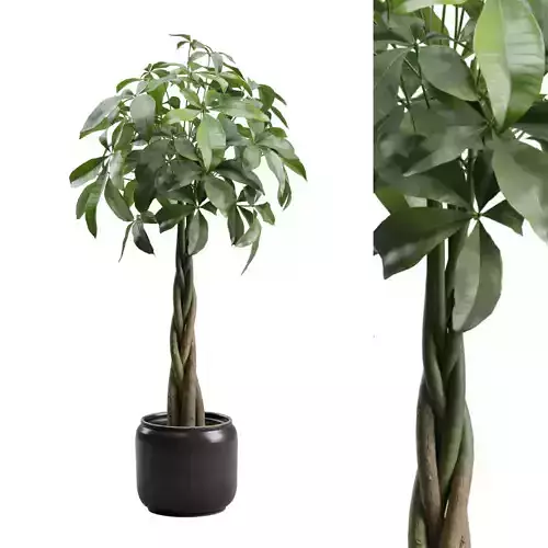 Pachira Aquatica in Dark Planter