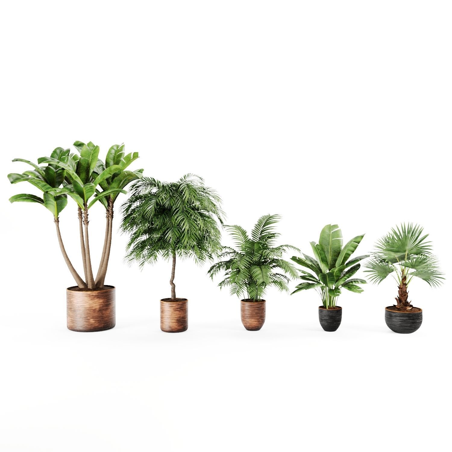 Indoor Plants Palm and Banana set 3D model_1