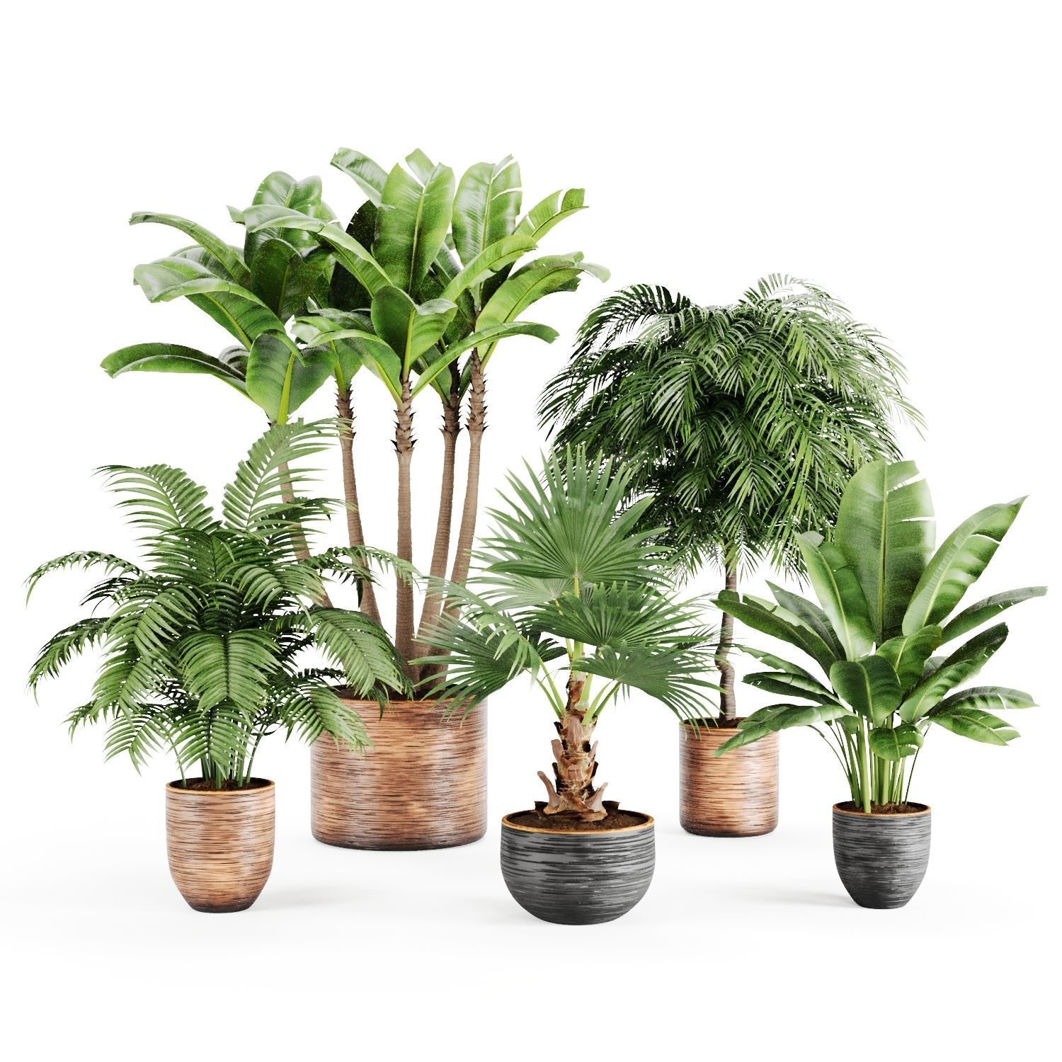 Indoor Plants Palm and Banana set 3D model_7