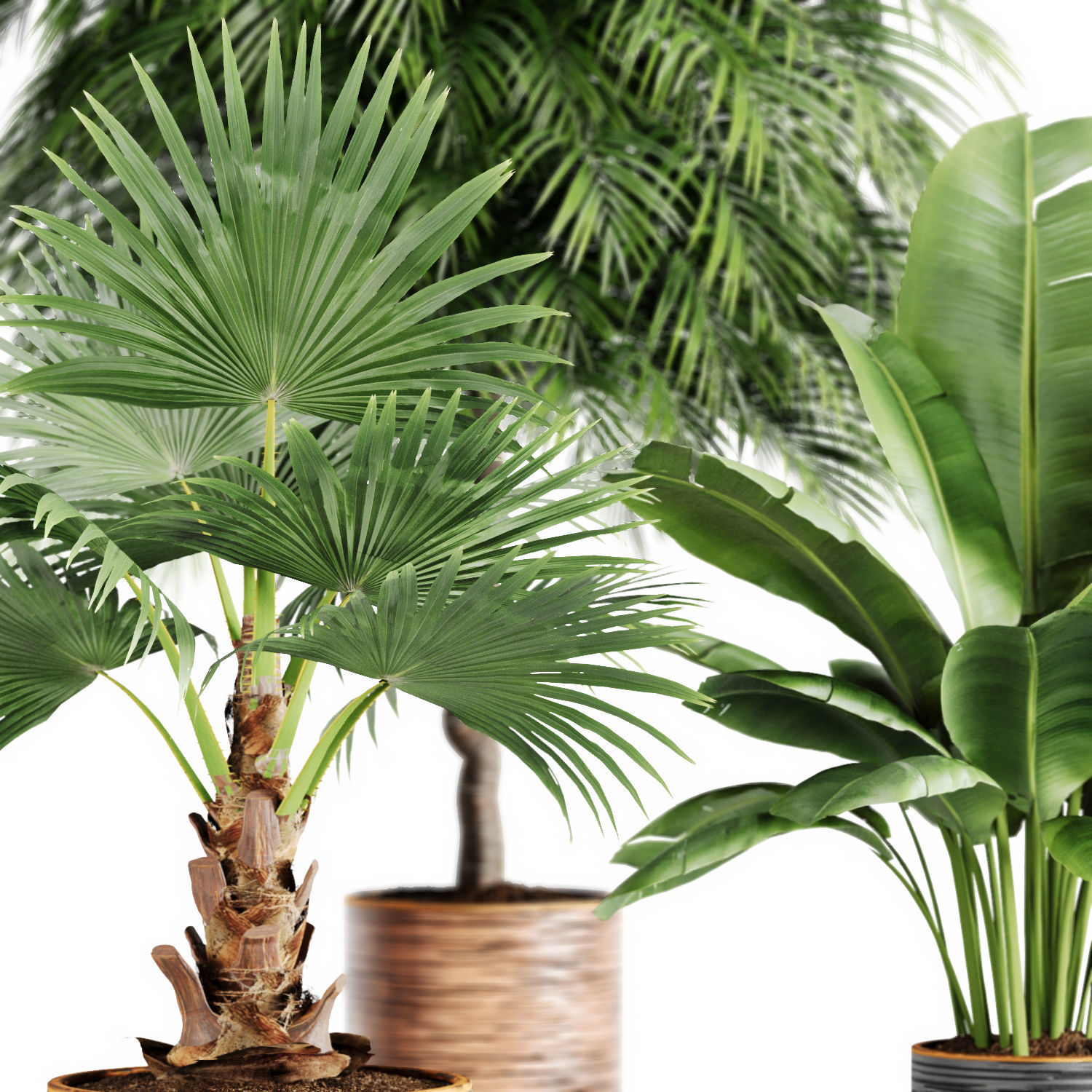 Indoor Plants Palm and Banana set 3D model_19