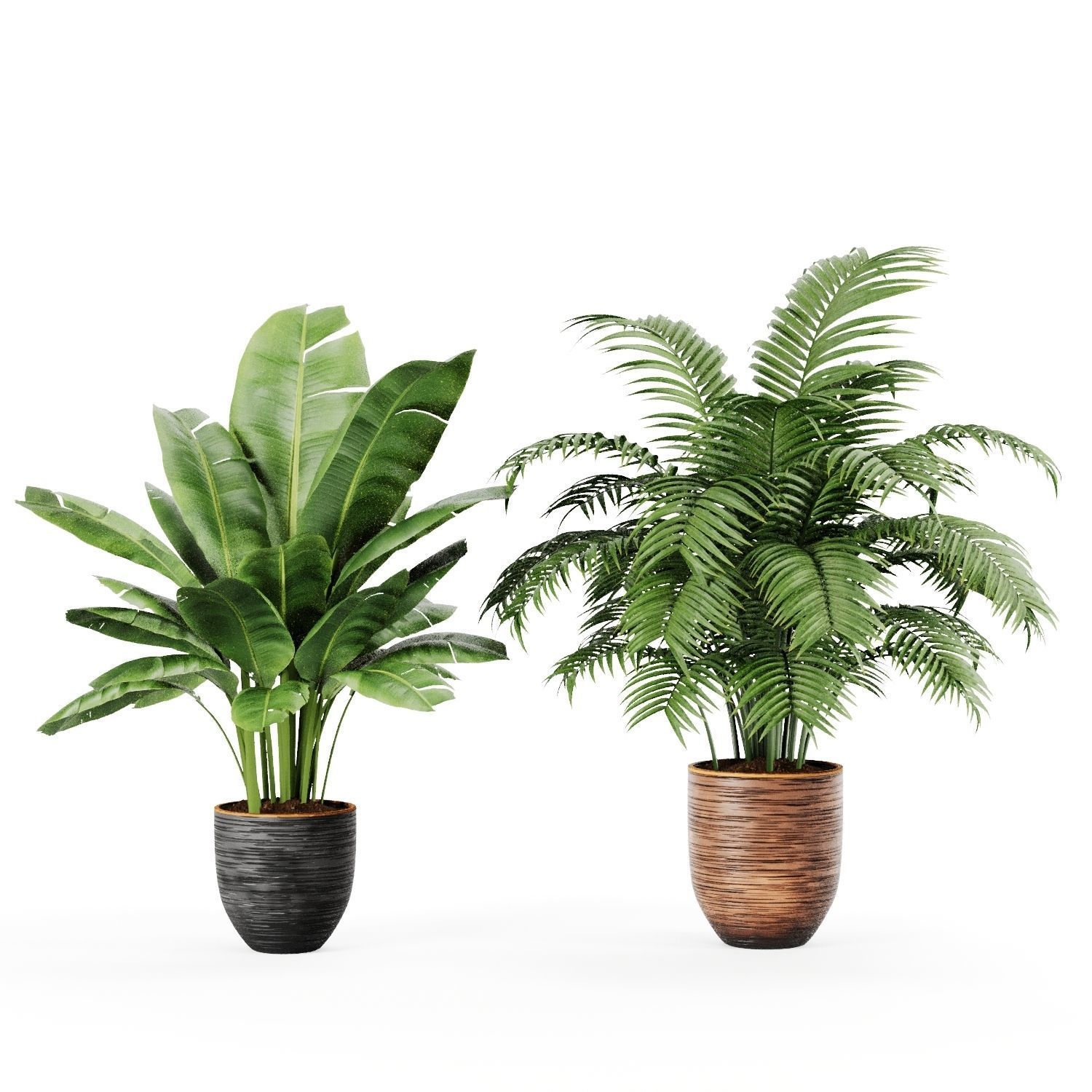 Indoor Plants Palm and Banana set 3D model_3