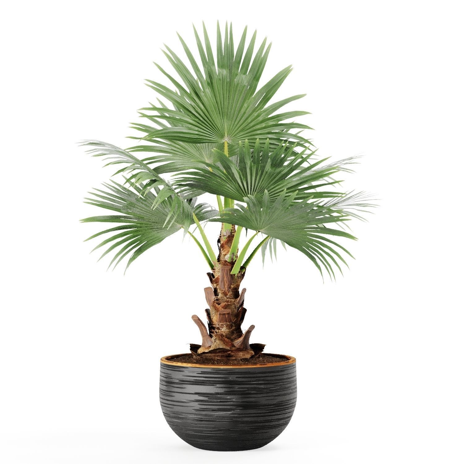 Indoor Plants Palm and Banana set 3D model_11