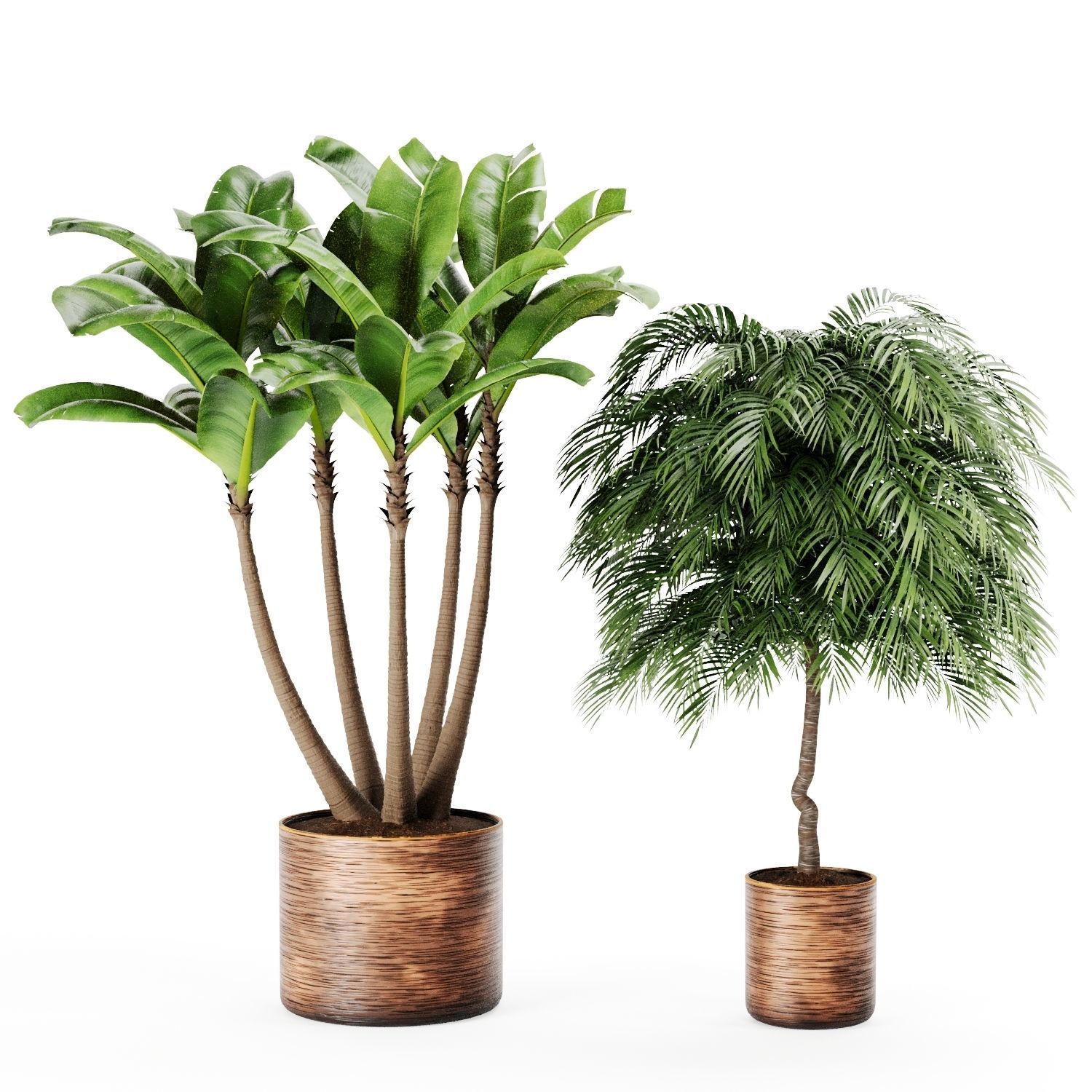 Indoor Plants Palm and Banana set 3D model_2