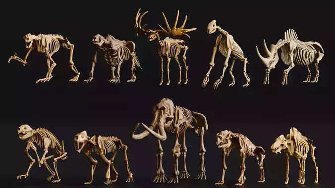 Realistic Mammals Fossil - Bundle Edition Low-poly 3D model