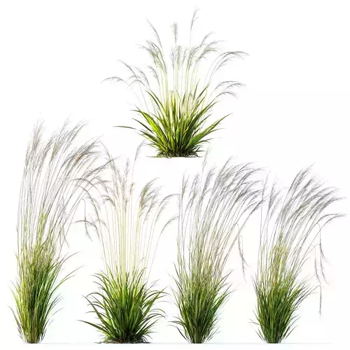 Molinia Caerulea Heidebraut Kleines Pfeifengras 02