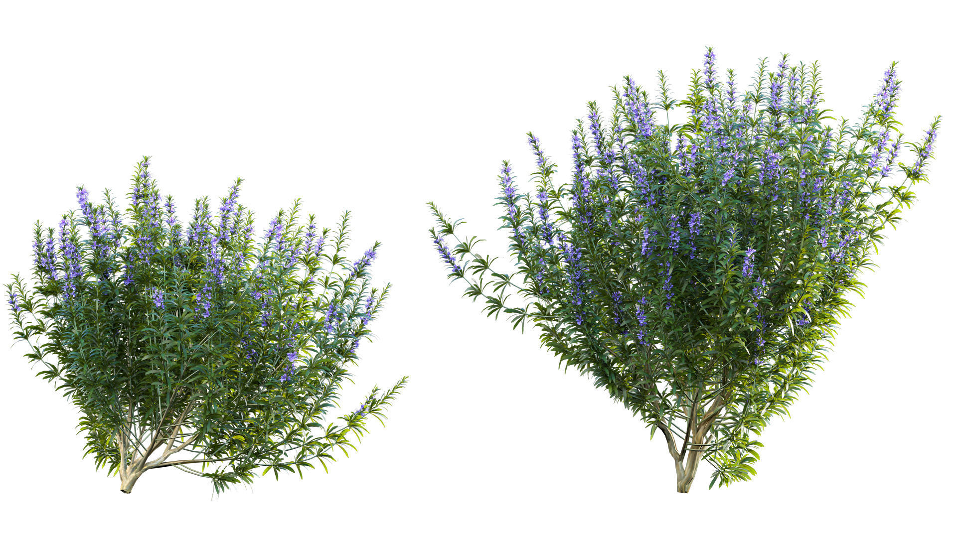 Rosmarinus officinalis - Rosemary 3D model_6