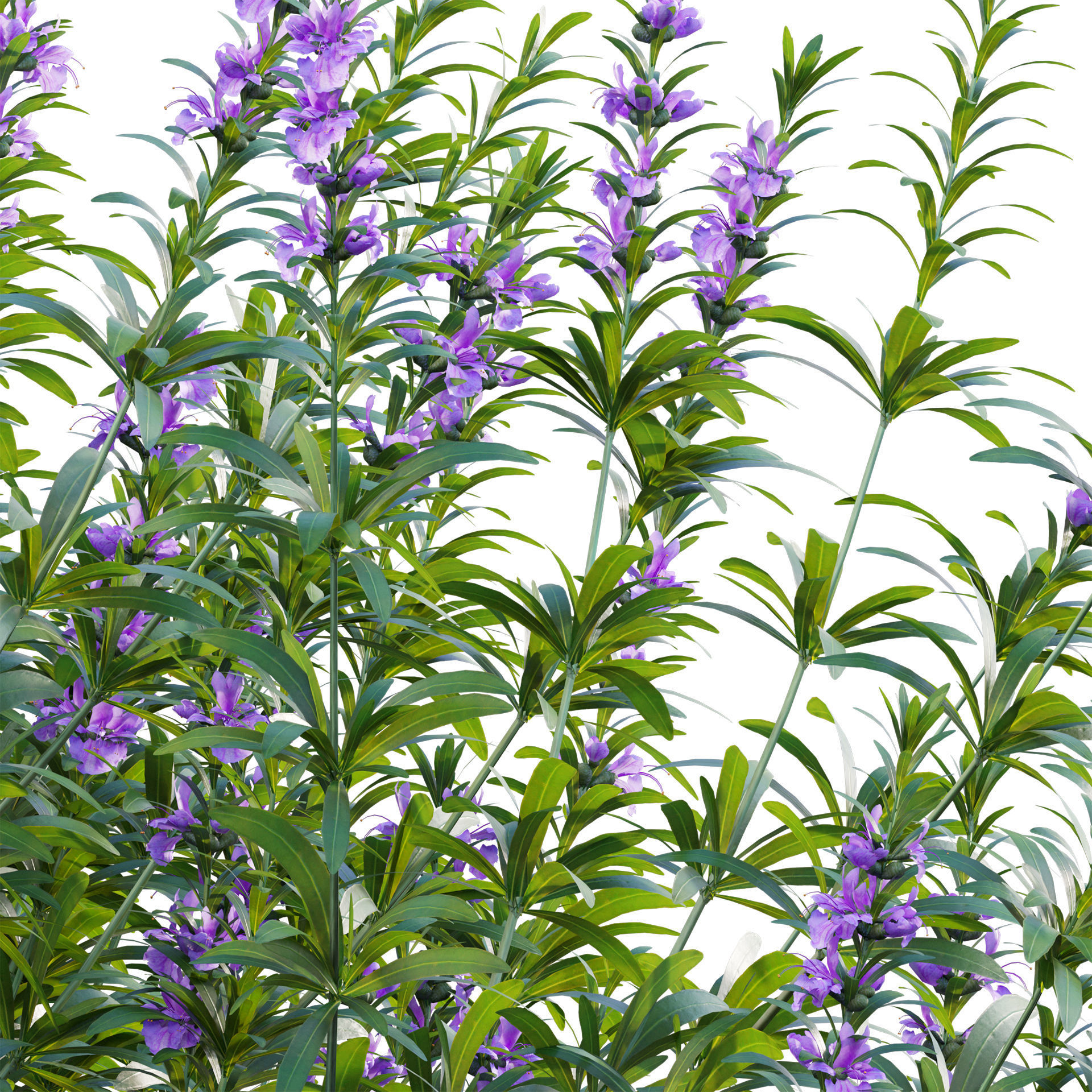 Rosmarinus officinalis - Rosemary 3D model_2