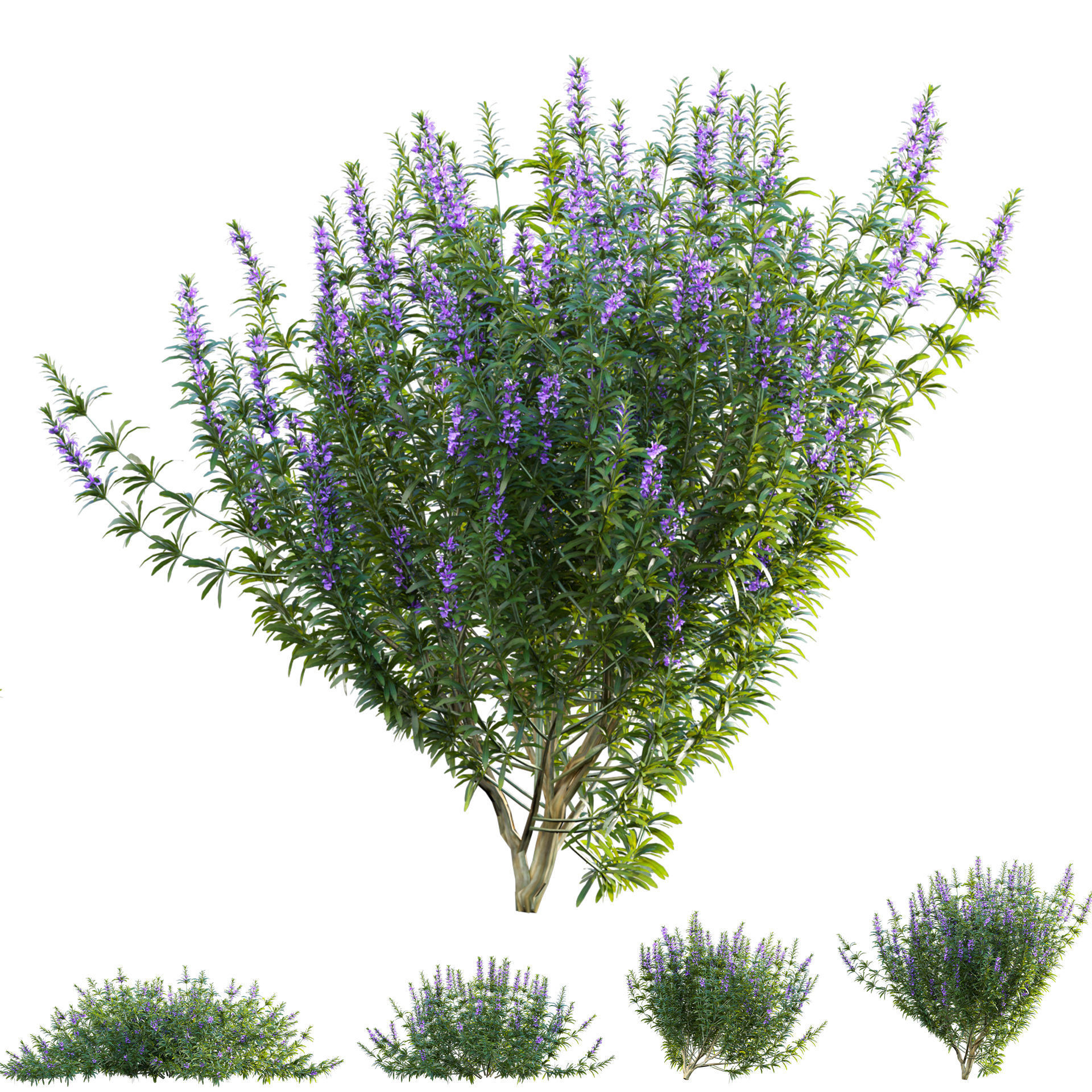 Rosmarinus officinalis - Rosemary 3D model_1