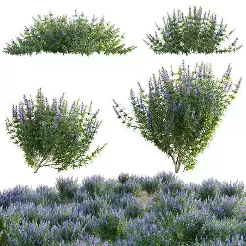 Rosmarinus officinalis - Rosemary