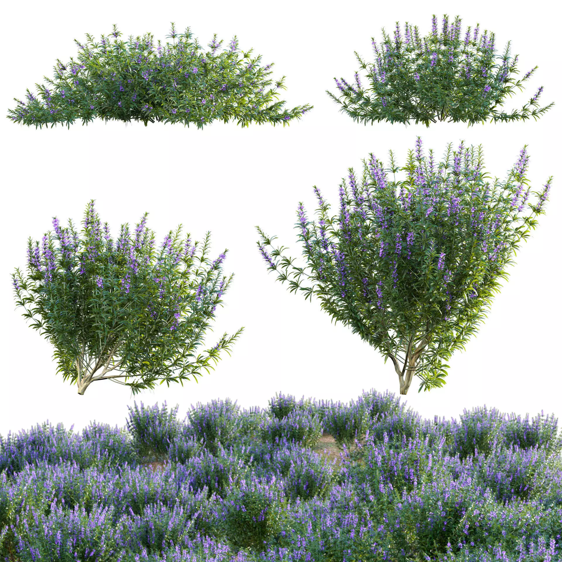 Rosmarinus officinalis - Rosemary 3D model_0