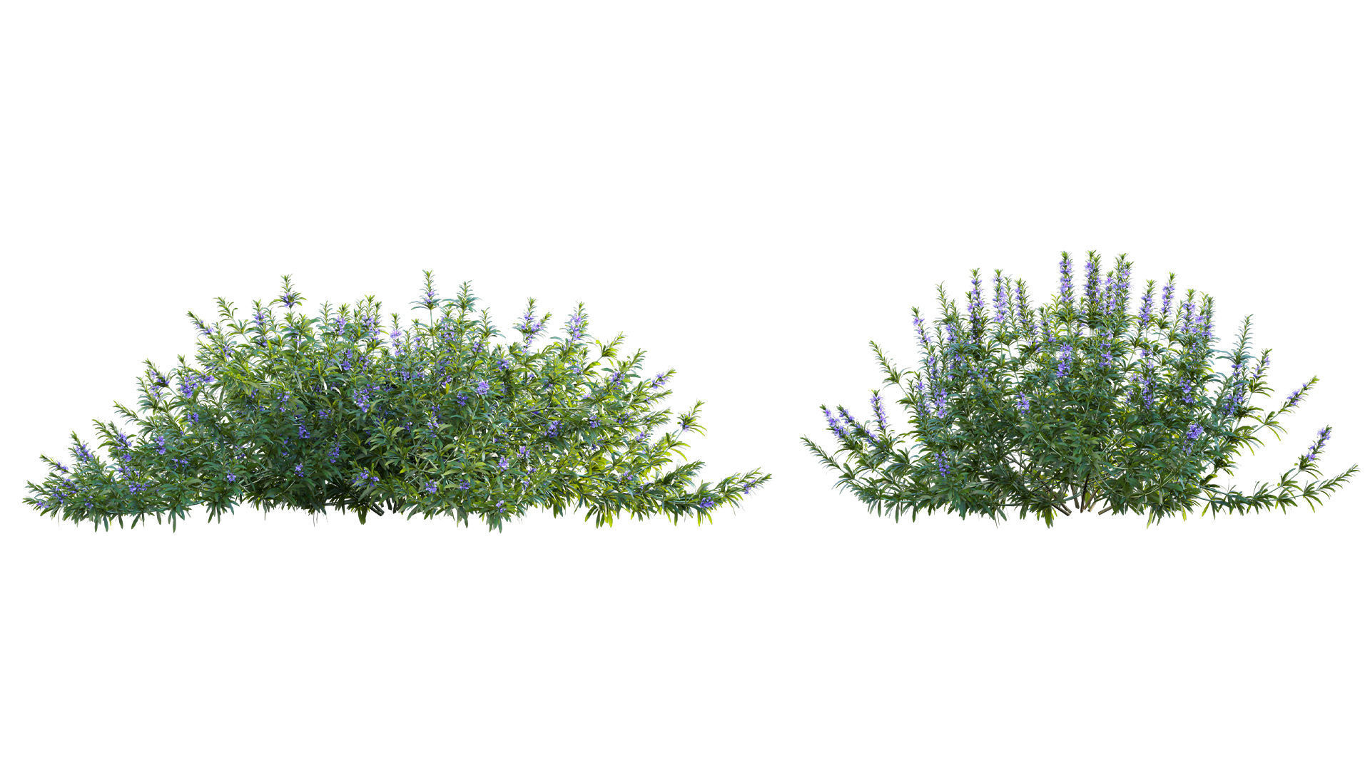 Rosmarinus officinalis - Rosemary 3D model_5