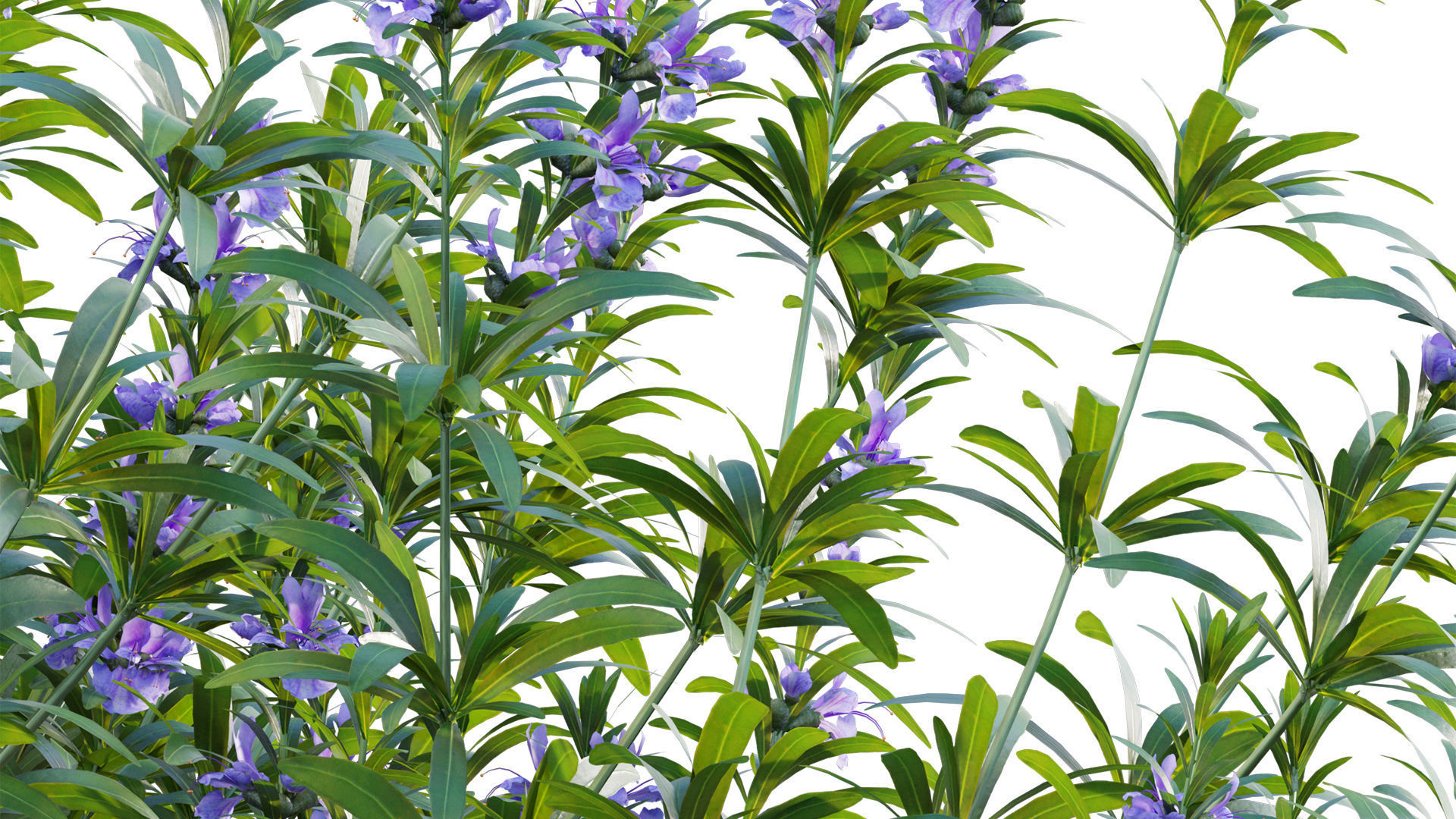 Rosmarinus officinalis - Rosemary 3D model_7
