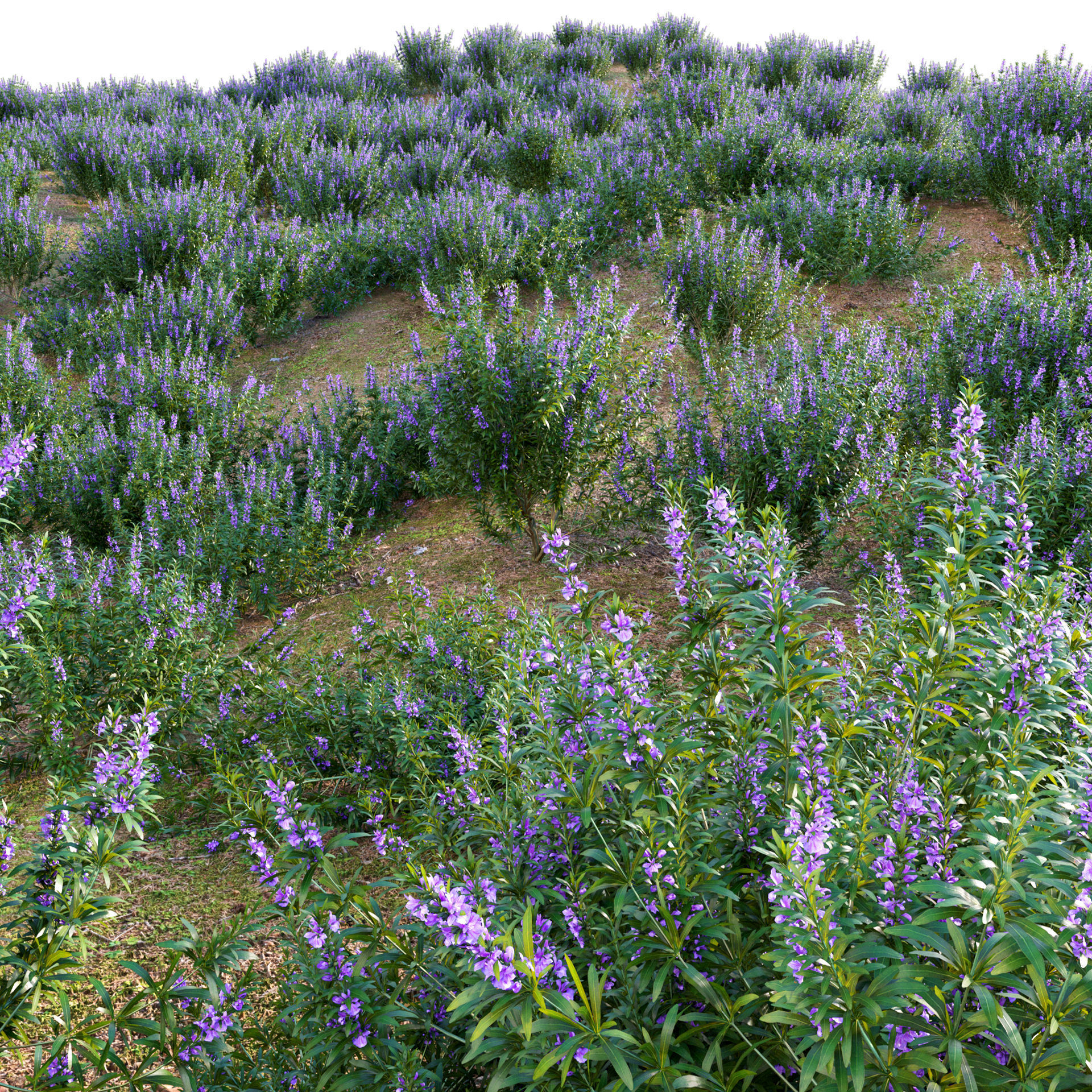 Rosmarinus officinalis - Rosemary 3D model_3