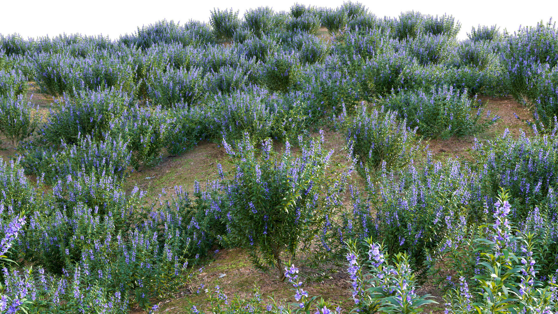 Rosmarinus officinalis - Rosemary 3D model_8