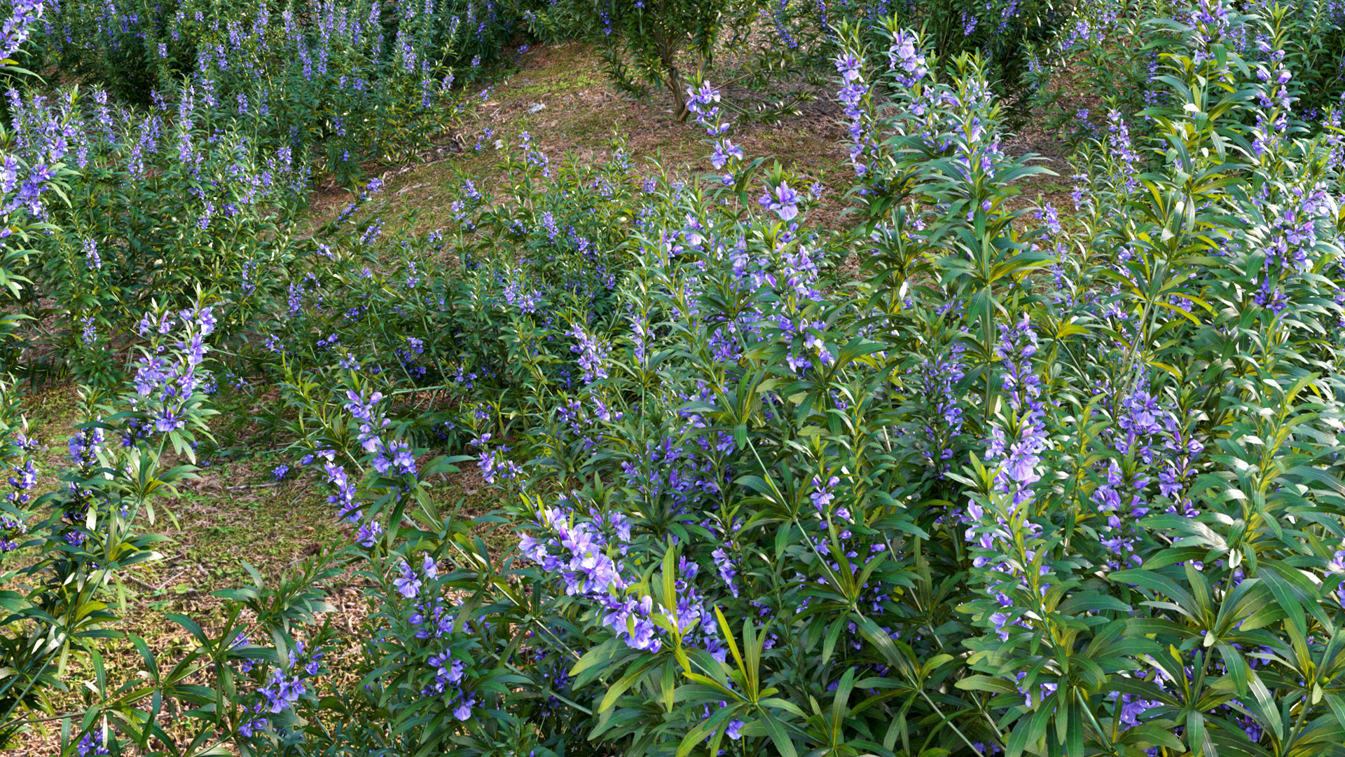 Rosmarinus officinalis - Rosemary 3D model_9