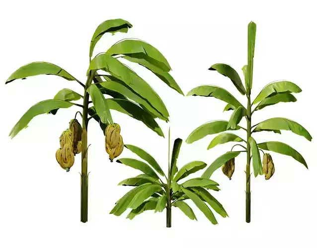 Banana Trees 3D Model Low-poly 3D model