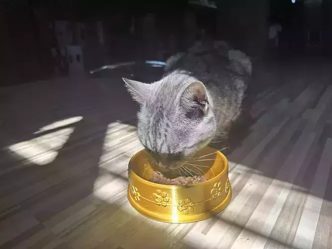 Cat Bowl