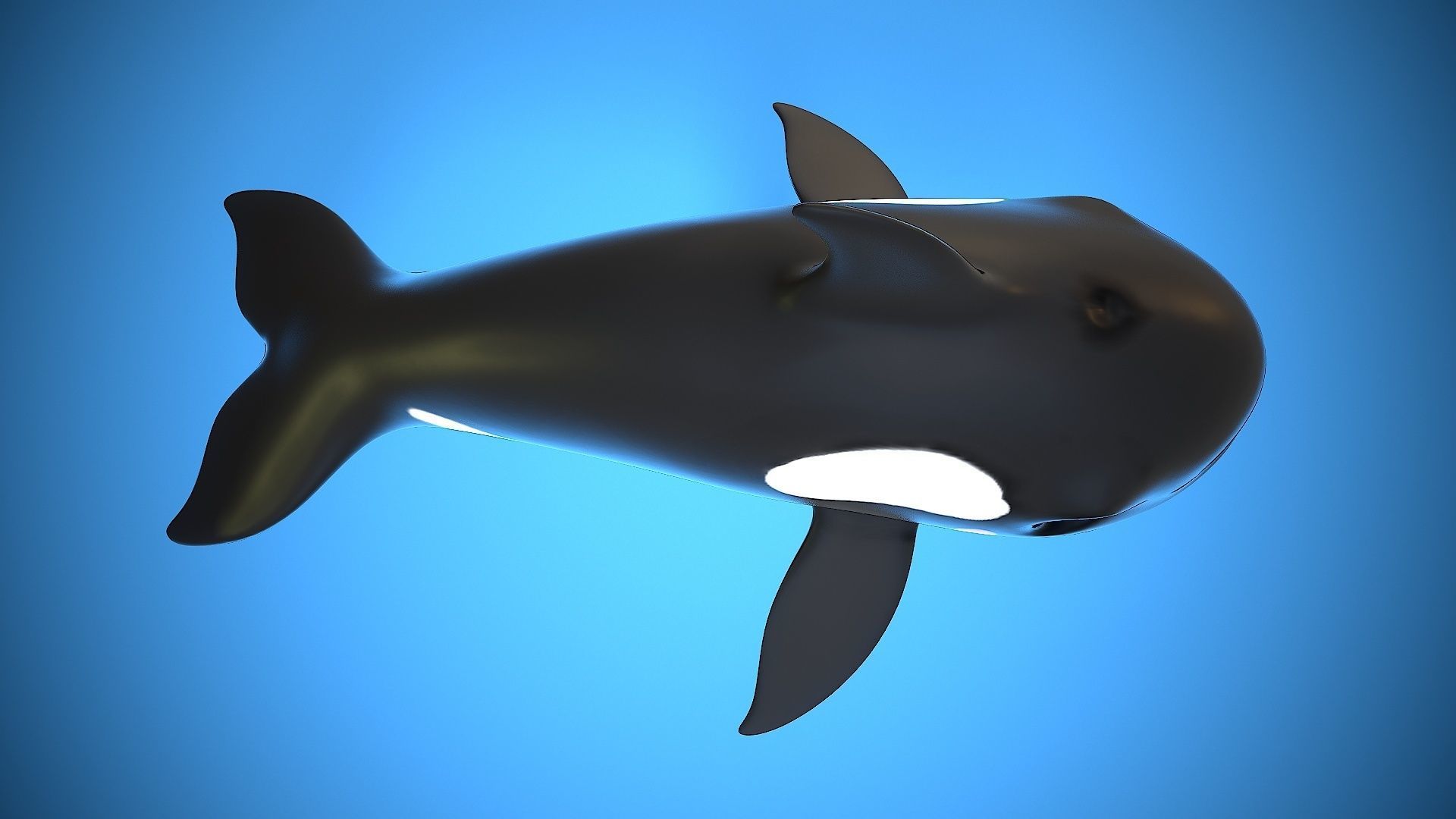 cartoon orca Low-poly 3D model_6