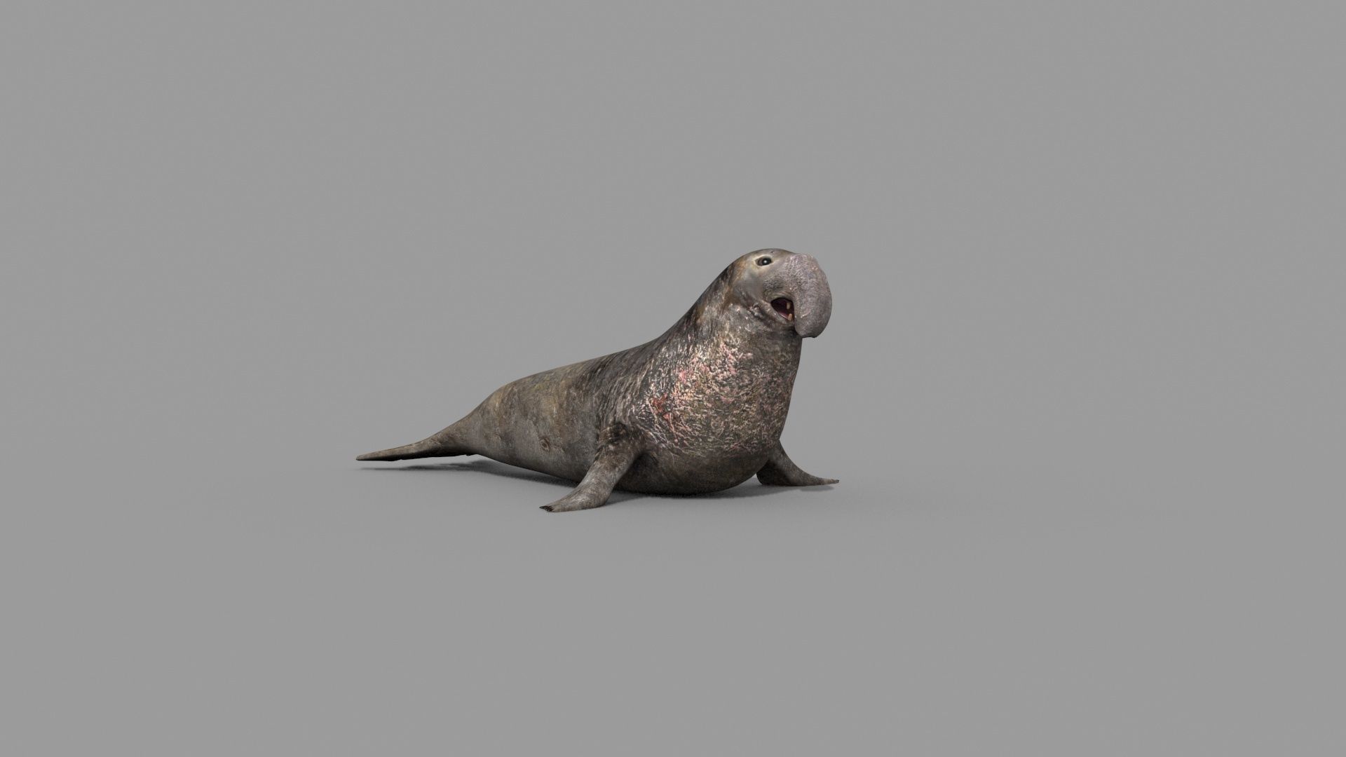 Sea Elephant Seal - 8K 3d animated 3D model_4
