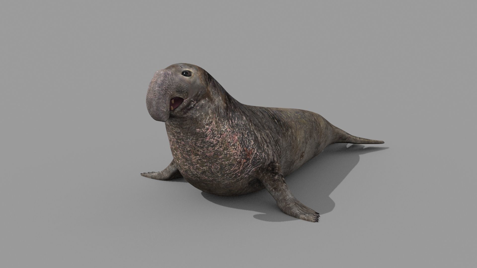 Sea Elephant Seal - 8K 3d animated 3D model_10