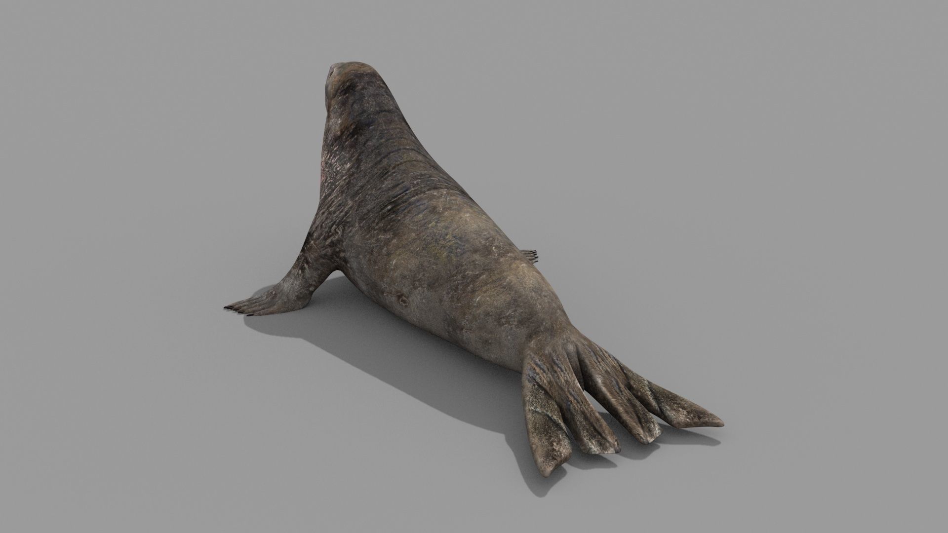 Sea Elephant Seal - 8K 3d animated 3D model_9