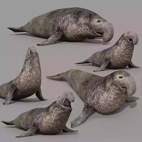 Sea Elephant Seal - 8K 3d animated 3D model