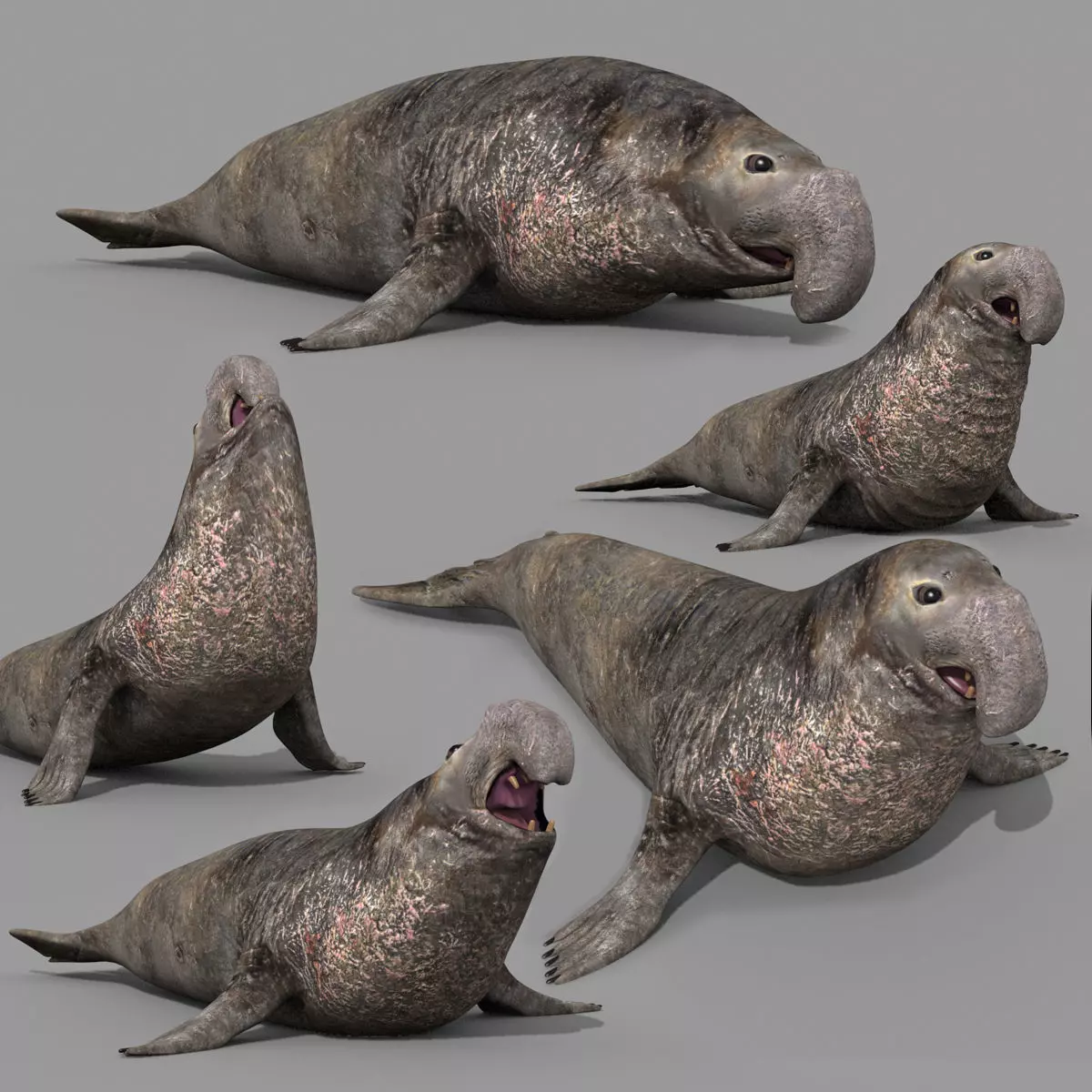 Sea Elephant Seal - 8K 3d animated 3D model_0