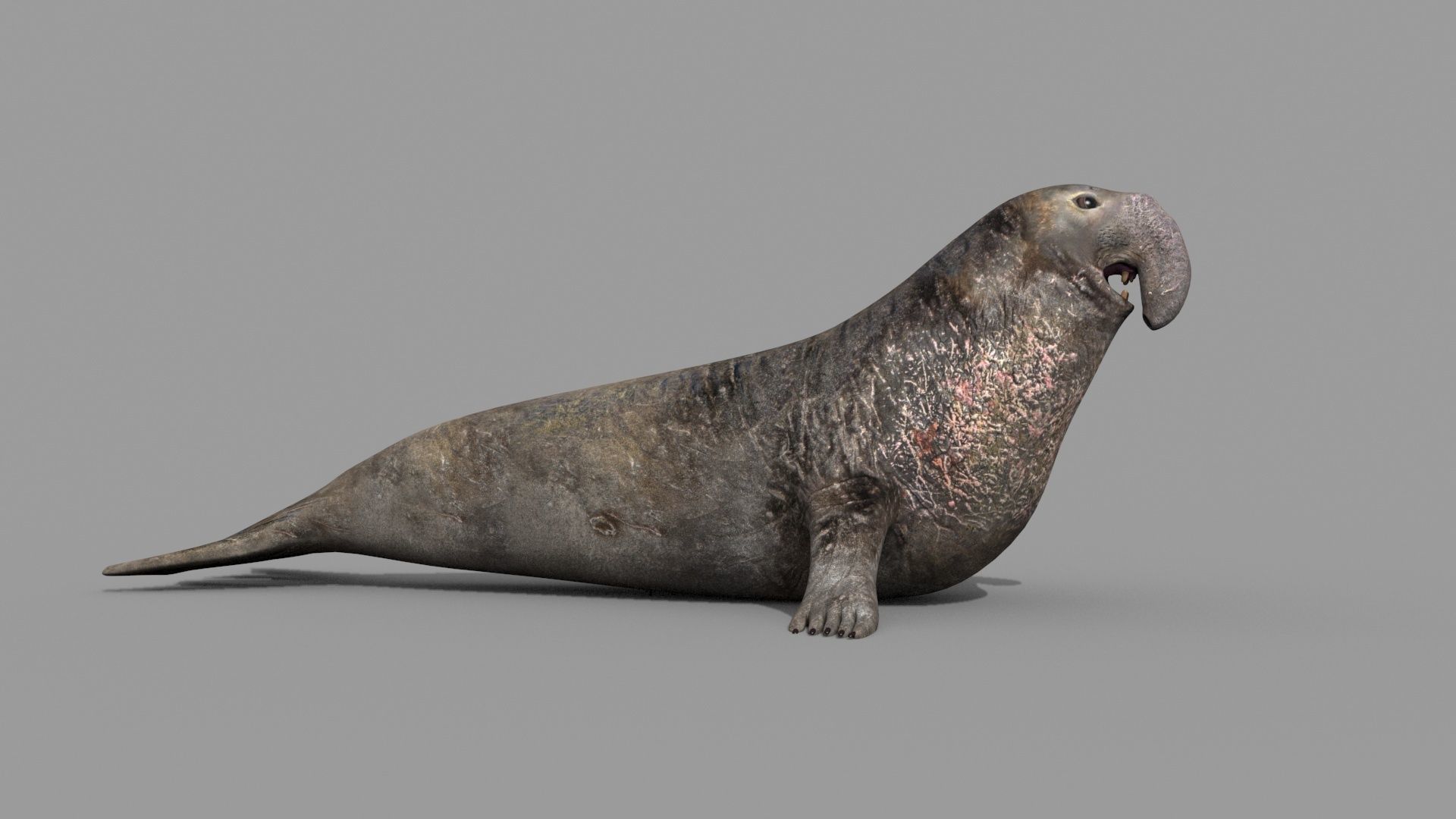 Sea Elephant Seal - 8K 3d animated 3D model_7