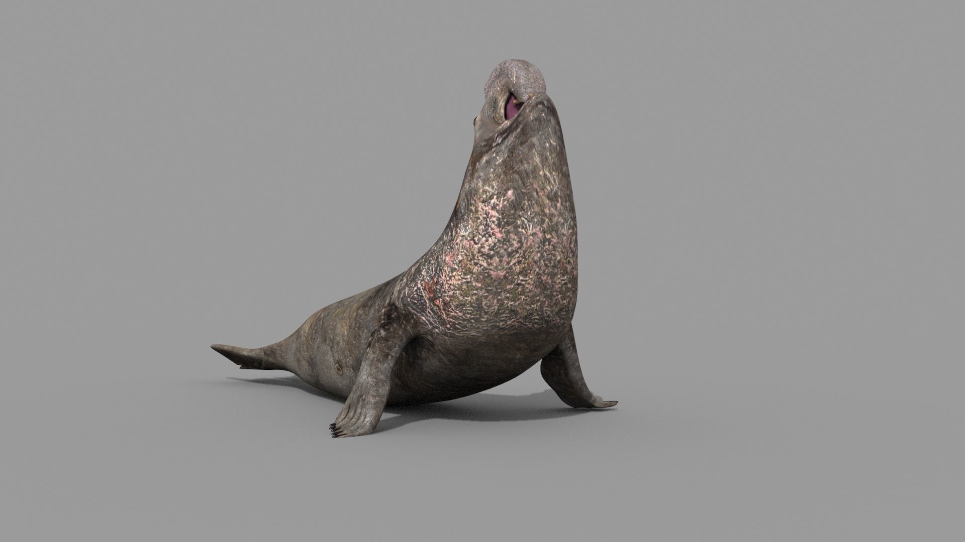 Sea Elephant Seal - 8K 3d animated 3D model_19