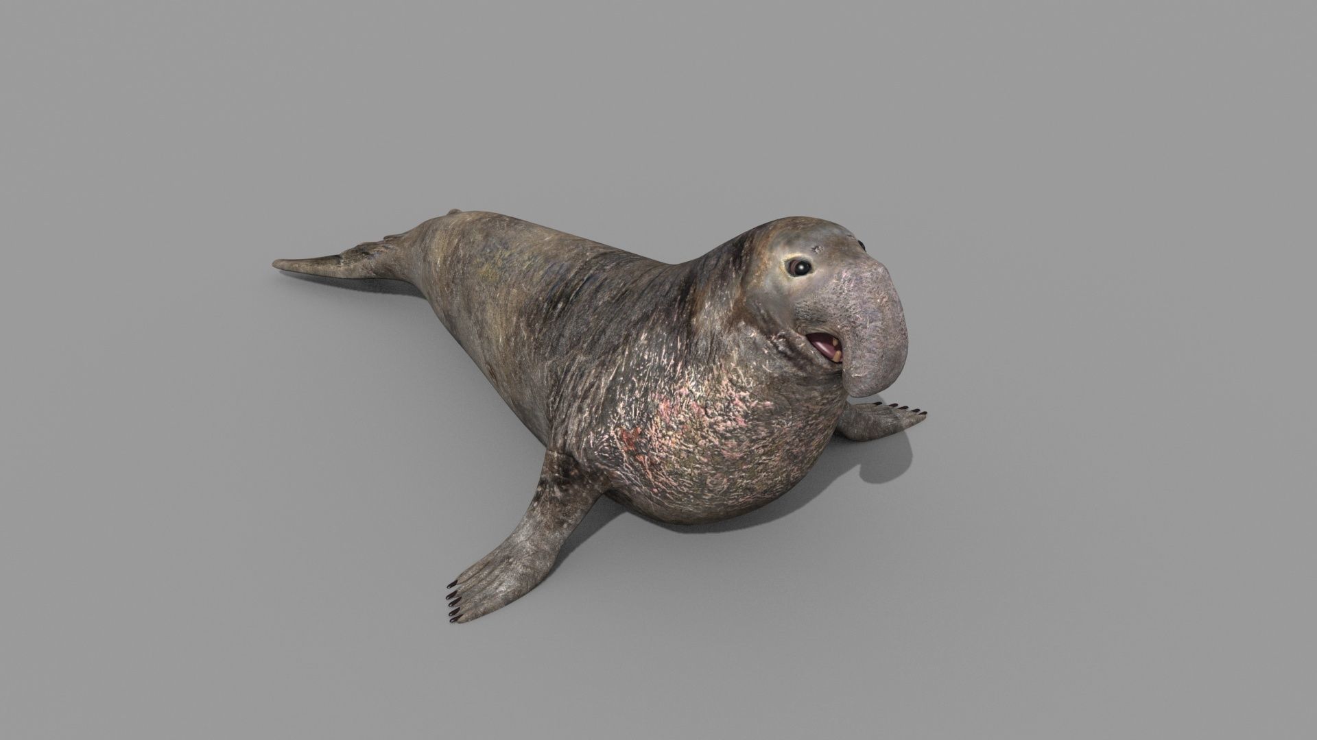 Sea Elephant Seal - 8K 3d animated 3D model_11