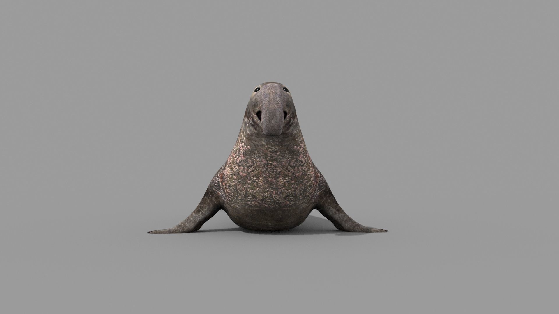 Sea Elephant Seal - 8K 3d animated 3D model_6