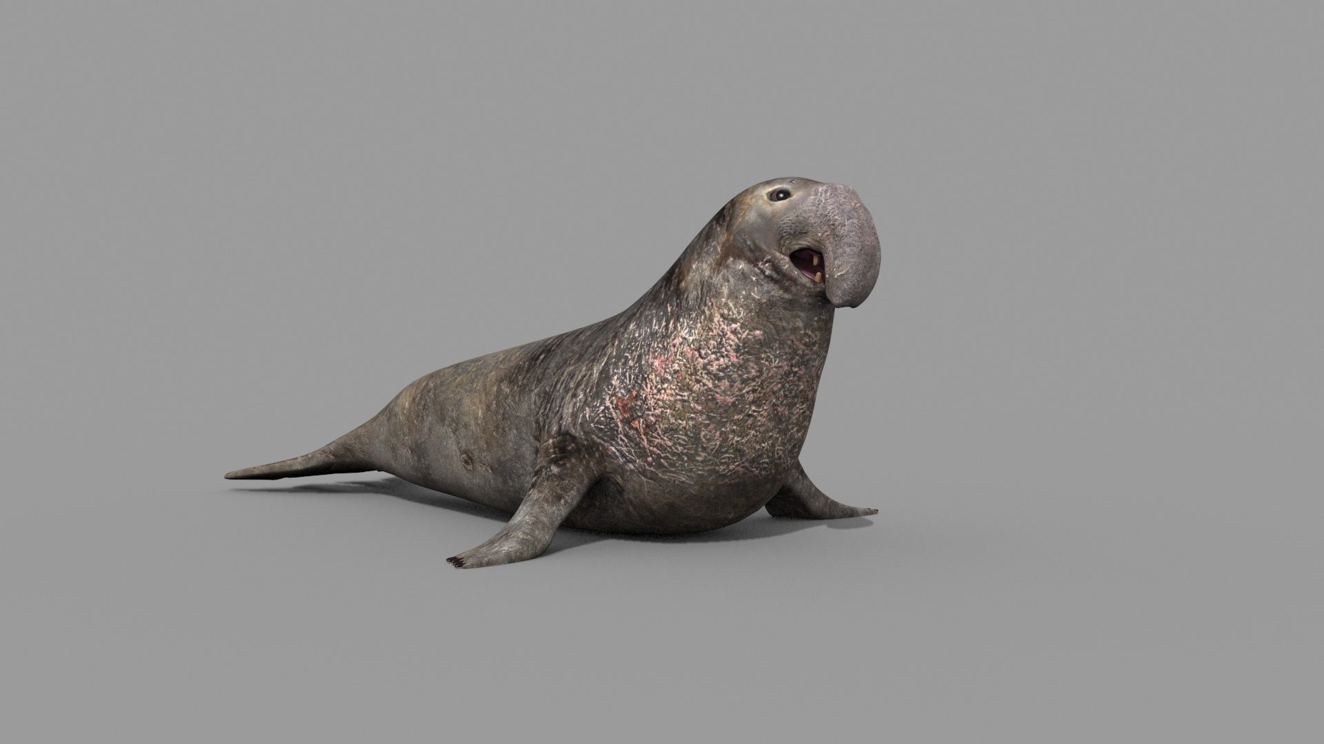 Sea Elephant Seal - 8K 3d animated 3D model_5