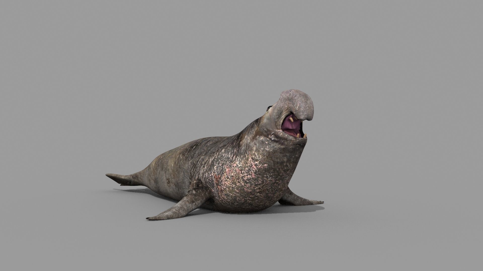 Sea Elephant Seal - 8K 3d animated 3D model_18